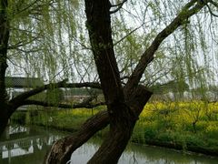 -南汇桃花村
