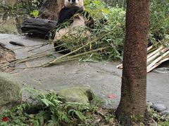 -都江堰中华大熊猫苑