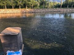 -马楼鱼庄(蓝田)