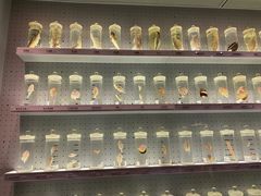 -贝林大翅鲸简餐厅(国家海洋博物馆店)