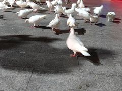 -亚龙湾亚泰商业街