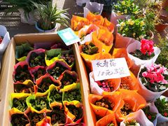 -中环花鸟鱼虫市场