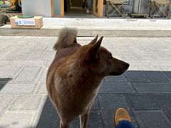 -大青树咖啡(大理古城店)