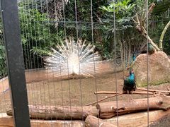 -海南热带野生动植物园