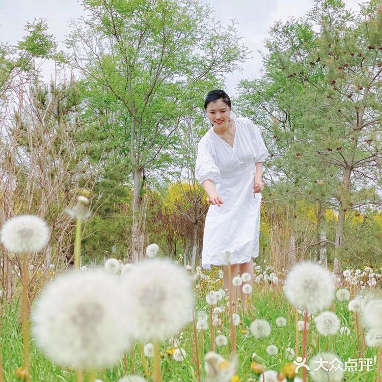 小众的秘密花园—会飞的蒲公英花海