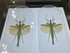 -上海昆虫博物馆
