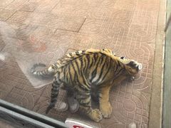 -西霞口神雕山野生动物世界