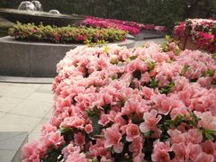 -岷山饭店-芝芝自助餐厅