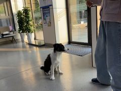 -凯瑞希宠物医院·狂犬免疫·微创·皮肤科