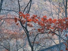 -关门山森林公园