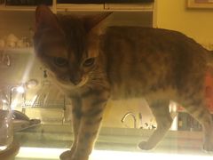 iphone_upload_pic-猫色咖啡·猫咖