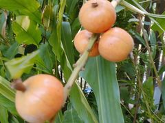 -广州神农草堂中医药博物馆