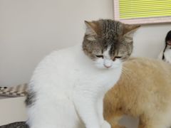 -怪兽屋·羊驼·猫咖·狗咖(俊华广场店)