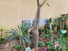-正佳雨林生态植物园