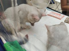 -飞行喵MR PILOT|猫舍·猫咖(静安大融城店)