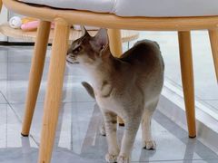 -爱洗澡的猫(天河路店)