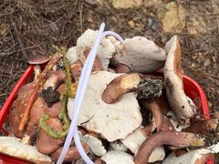 -铁山坪森林公园