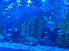 -芜湖新华联大白鲸海洋公园