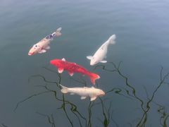 -茵特拉根酒店·西餐厅