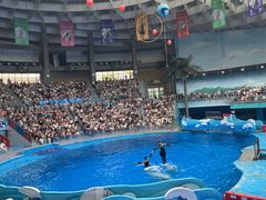 -海合安成都极地海洋公园