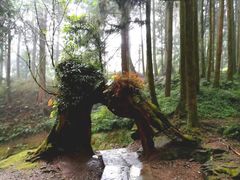 景点-阿里山神木遗迹