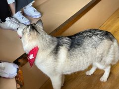 -Husky Go! 哈士奇体验馆·宠物咖啡厅狗咖