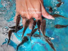 -泰国鱼疗足疗馆