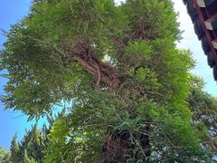 -青岛崂山太清宫