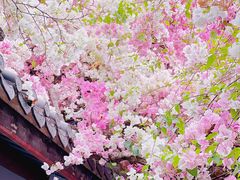 -深圳国际园林花卉博览园