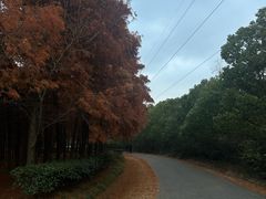 -上海海湾国家森林公园