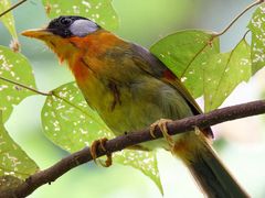 -梧桐山风景名胜区