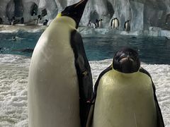 -帝企鹅自助餐厅•儿童岛•真企鹅(长隆企鹅酒店)