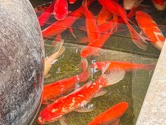 -野蔓果·山野菜(西湖景区·龙井茶田店)