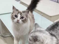 -喵的天空名猫咖啡馆·撸猫·猫舍·用品