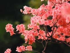 -深圳市中科院仙湖植物园