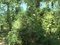 -合肥滨湖国家森林公园