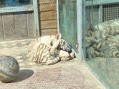 -西霞口神雕山野生动物世界