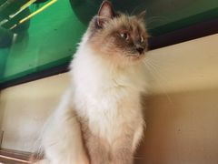 -猫咪博物馆(顶澳仔猫街店)