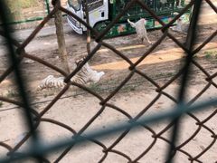 -五龙山野生动物王国