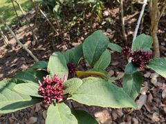-中国科学院西双版纳热带植物园