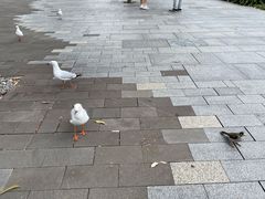 -瓷器(Market City)