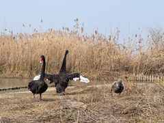 -西山漾湿地公园