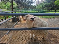 -长白岛森林公园