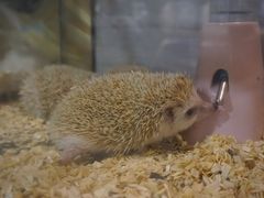 -藦茜花园宠物主题亲子互动体验馆(国顺东路店)