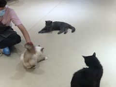 -藏猫猫咖啡主题馆(中央大道店)