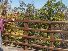 -御道口草原森林风景区