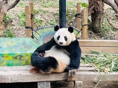 -广州长隆野生动物世界