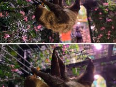 -正佳雨林生态植物园
