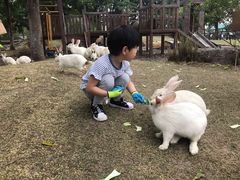 -田园东方蜜桃村的田野营地