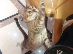 -猫色咖啡·猫咖